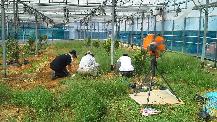 大きな木草取り前８月小.jpg